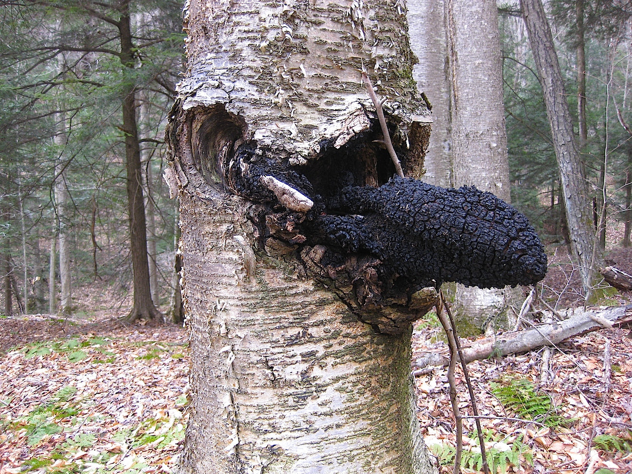 Ground Chaga (1 oz)