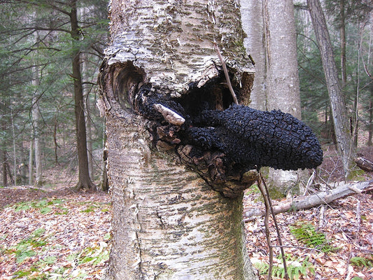 Ground Chaga (1 oz)