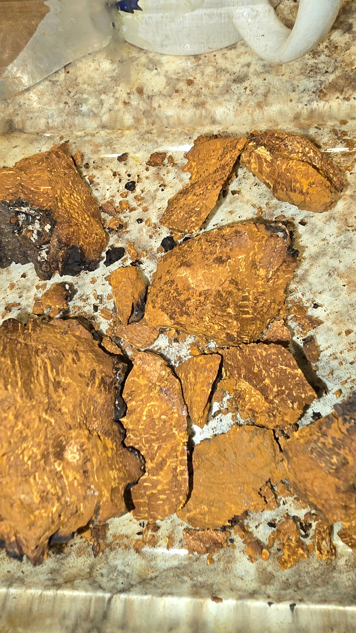 Ground Chaga (1 oz)