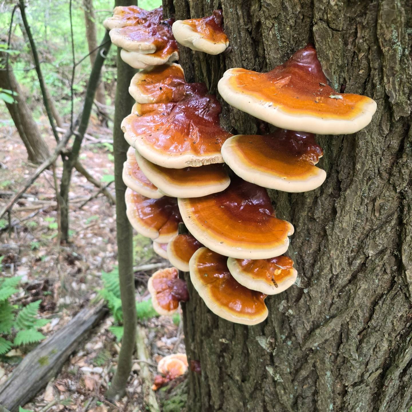Reishi Mushroom