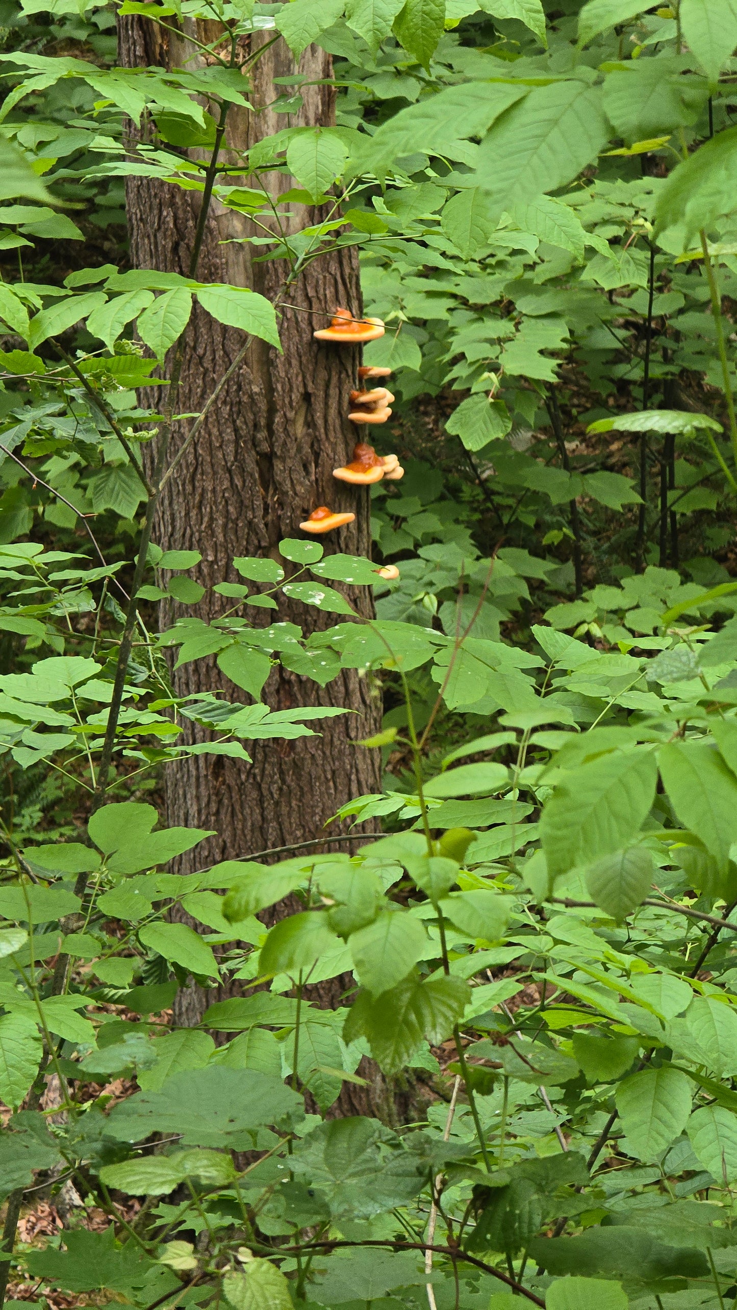 Ground Reishi (1 oz)