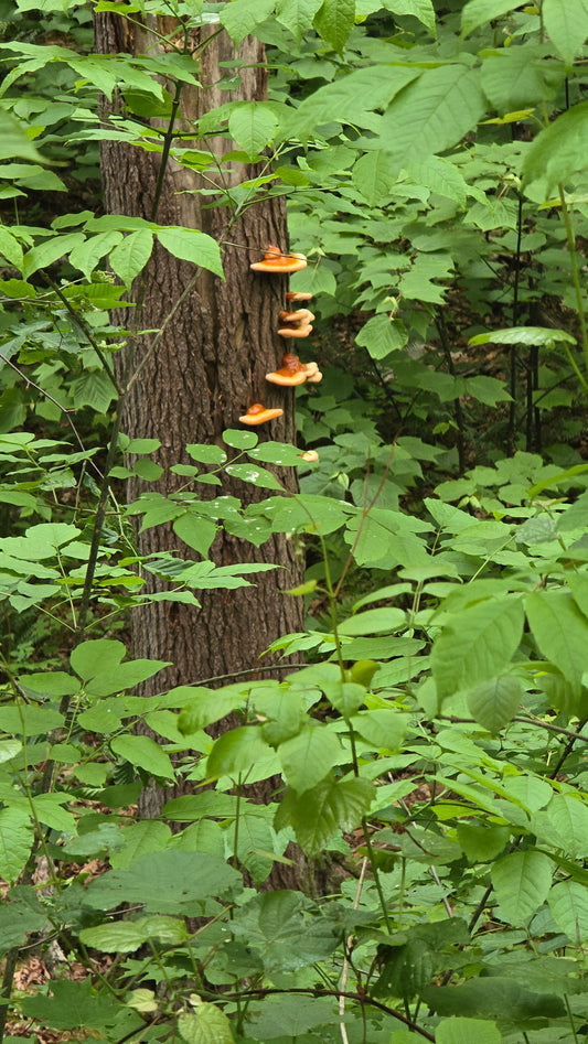 Ground Reishi (1 oz)